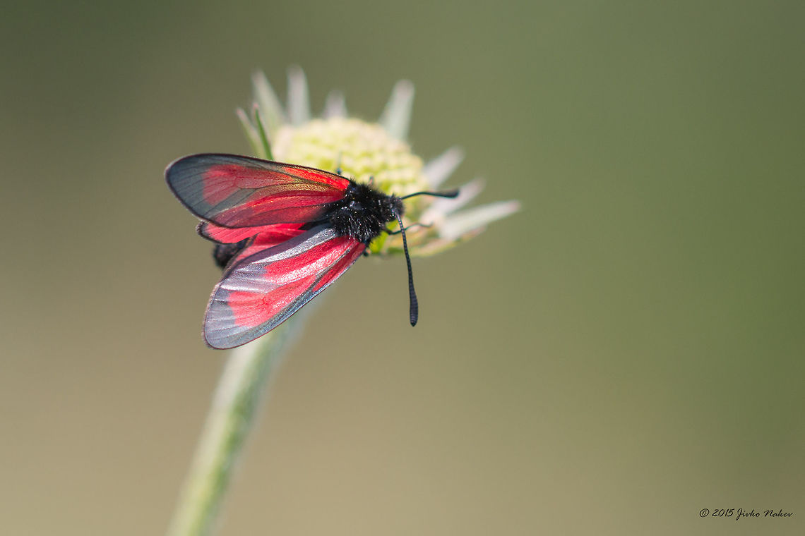 Transparent Burnet Transparent Burnet - Zygaena purpuralis Animalia,Arthropoda,Bulgaria,Burnet moth,Dendrarium Botanical Garden,Europe,Forester moth,Geotagged,Insecta,Lepidoptera,Summer,Transparent Burnet,Vitosha Mountain Nature Park,Wildlife,Zygaena purpuralis,Zygaenidae