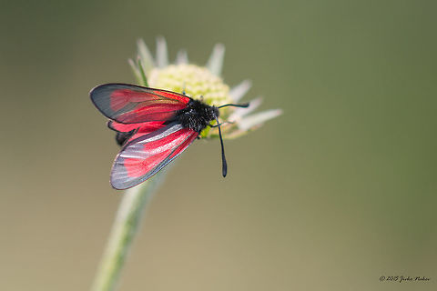 Transparent Burnet Transparent Burnet - Zygaena purpuralis Animalia,Arthropoda,Bulgaria,Burnet moth,Dendrarium Botanical Garden,Europe,Forester moth,Geotagged,Insecta,Lepidoptera,Summer,Transparent Burnet,Vitosha Mountain Nature Park,Wildlife,Zygaena purpuralis,Zygaenidae