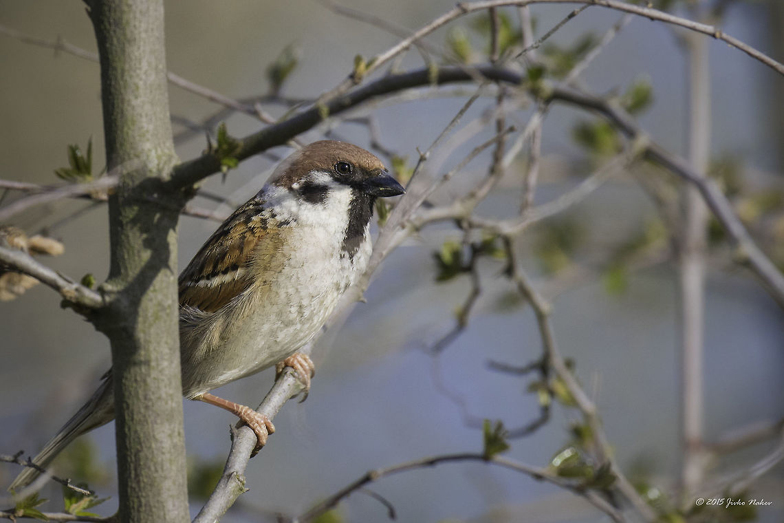 Eurasian Tree Sparrow Eurasian Tree Sparrow - Passer montanus Animalia,Aves,Bird,Central Macedonia,Chordata,Eurasian Tree Sparrow,Eurasian tree sparrow,Europe,Geotagged,Greece,Lake Kerkini National Park,Passer montanus,Passeridae,Passeriformes,Passerine,Spring,Wildlife