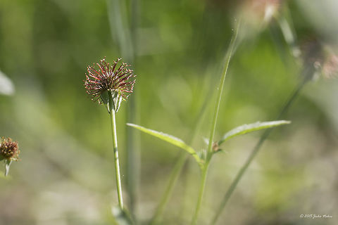 Colewort fruit Wood avens -- Geum urbanum Bulgaria,Colewort,Eudicot,Europe,Flowering Plant,Geotagged,Geum urbanum,Herb Bennet,Magnoliophyta,Plantae,Rosaceae,Rosales,Sofia,Spring,Wildlife,Wood avens