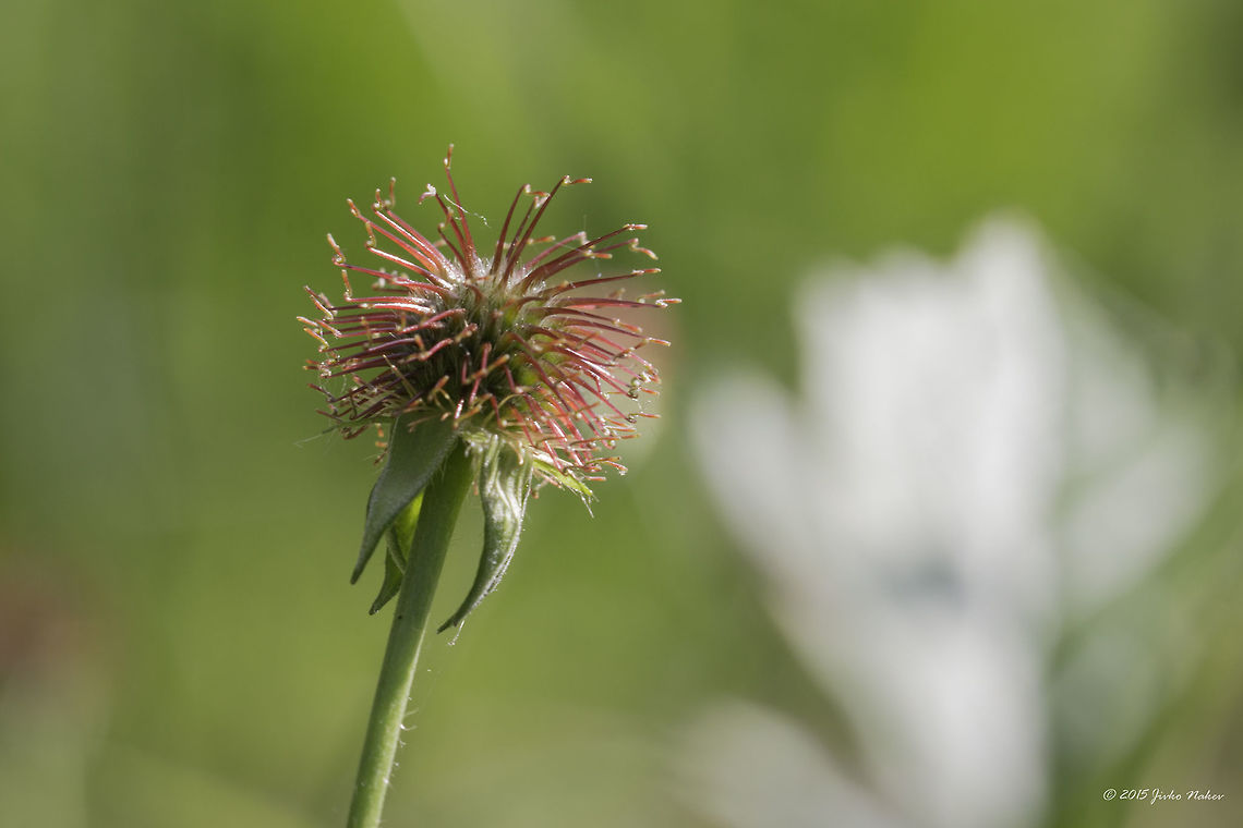 Colewort fruit Wood avens -- Geum urbanum Bulgaria,Colewort,Eudicot,Europe,Flowering Plant,Geotagged,Geum urbanum,Herb Bennet,Magnoliophyta,Plantae,Rosaceae,Rosales,Sofia,Spring,Wildlife,Wood avens