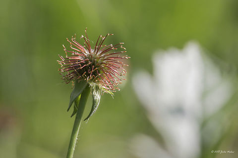 Colewort fruit Wood avens -- Geum urbanum Bulgaria,Colewort,Eudicot,Europe,Flowering Plant,Geotagged,Geum urbanum,Herb Bennet,Magnoliophyta,Plantae,Rosaceae,Rosales,Sofia,Spring,Wildlife,Wood avens