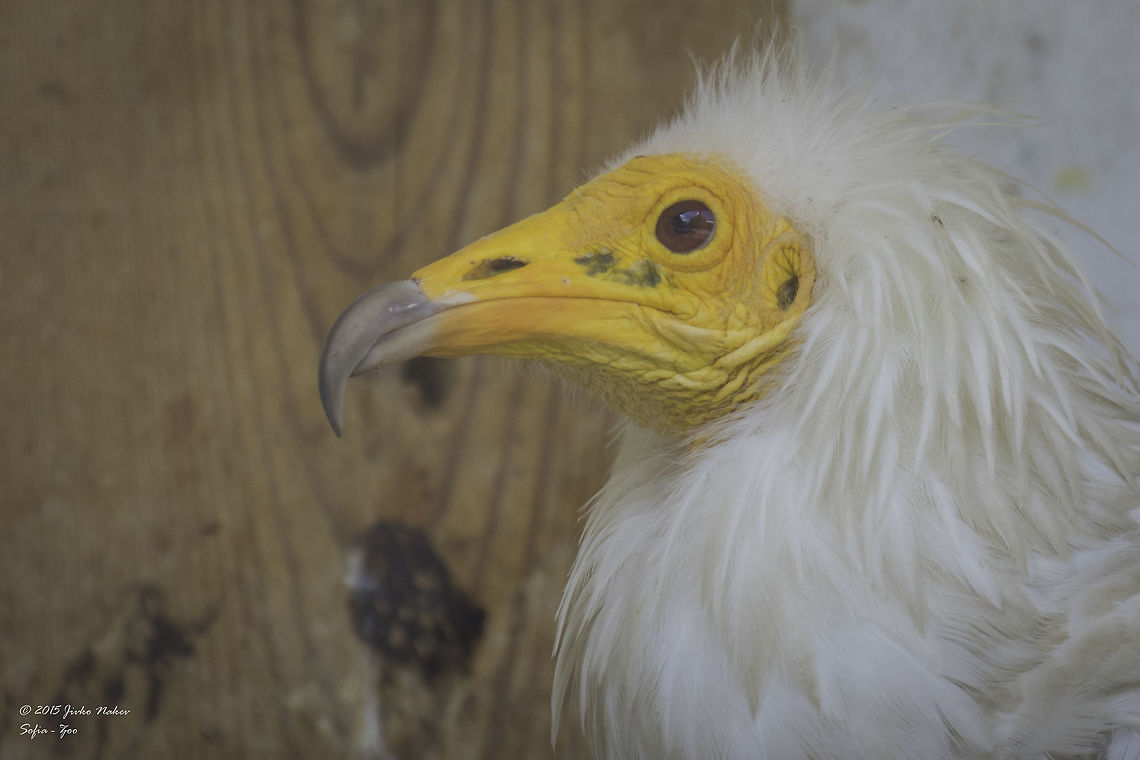 Egyptian vulture portrait Egyptian vulture - Neophron percnopterus<br />
Pictured in captivity - Sofia Zoo Accipitridae,Accipitriformes,Animalia,Aves,Bird,Bird of prey,Bulgaria,Chordata,Egyptian Vulture,Egyptian vulture,Europe,Geotagged,Neophron percnopterus,Pharaoh's chicken,Sofia,Sofia Zoo,Summer,White scavenger vulture,Wildlife