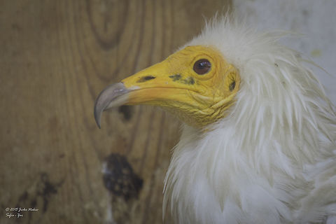 Egyptian vulture portrait Egyptian vulture - Neophron percnopterus
Pictured in captivity - Sofia Zoo Accipitridae,Accipitriformes,Animalia,Aves,Bird,Bird of prey,Bulgaria,Chordata,Egyptian Vulture,Egyptian vulture,Europe,Geotagged,Neophron percnopterus,Pharaoh's chicken,Sofia,Sofia Zoo,Summer,White scavenger vulture,Wildlife