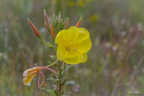 Large-flowered evening primrose Large-flowered evening primrose - Oenothera glazioviana Bulgaria,Eudicot,Europe,Flowering Plant,Geotagged,Iskar river,Large-flowered evening primrose,Magnoliophyta,Myrtales,Oenothera glazioviana,Onagraceae,Plantae,Sofia,Summer,Wildlife,Willowherb
