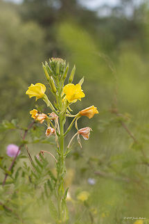 Large-flowered evening primrose Large-flowered evening primrose - Oenothera glazioviana Bulgaria,Eudicot,Europe,Flowering Plant,Geotagged,Iskar river,Large-flowered evening primrose,Magnoliophyta,Myrtales,Oenothera glazioviana,Onagraceae,Plantae,Sofia,Summer,Wildlife,Willowherb