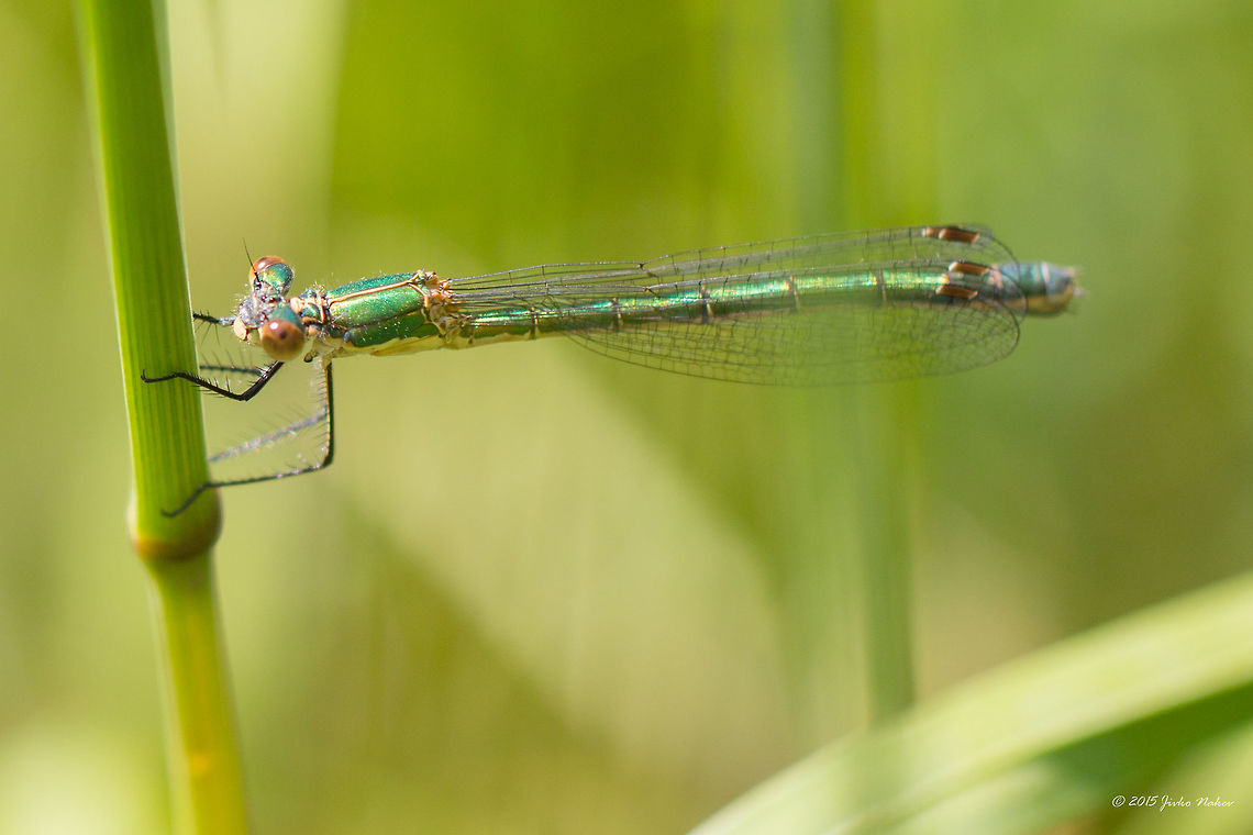 Emerald damselfly female Common spreadwing - Lestes sponsa Animalia,Arthropoda,Bulgaria,Damselfly,Emerald Damselfly,Emerald damselfly,Europe,Geotagged,Insecta,Iskar river,Lestes sponsa,Lestidae,Odonata,Sofia,Spreadwing,Summer,Wildlife