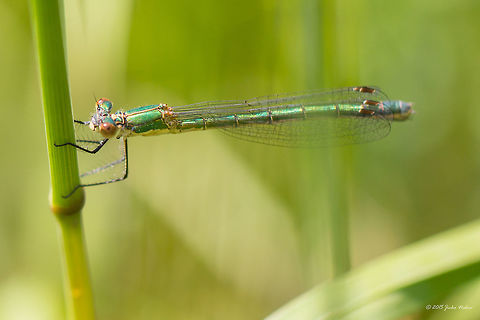 Emerald damselfly female Common spreadwing - Lestes sponsa Animalia,Arthropoda,Bulgaria,Damselfly,Emerald Damselfly,Emerald damselfly,Europe,Geotagged,Insecta,Iskar river,Lestes sponsa,Lestidae,Odonata,Sofia,Spreadwing,Summer,Wildlife
