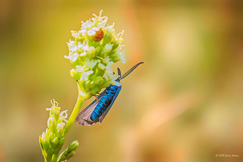Forester Moth Forester moth - Adscita obscura Adscita obscura,Animalia,Arthropoda,Bulgaria,Burnet moth,Europe,Forester moth,Geotagged,Insecta,Iskar river,Lepidoptera,Procris obscura,Sofia,Summer,Wildlife,Zygaenidae