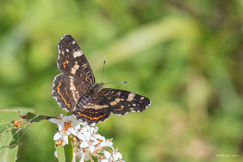 Map butterfly summer brood Map butterfly - Araschnia levana f. prorsa Animalia,Araschnia levana,Arthropoda,Brush-footed butterfly,Bulgaria,Europe,Geotagged,Insecta,Iskar river,Lepidoptera,Map,Map butterfly,Nymphalidae,Sofia,Summer,Wildlife