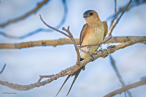 Red-rumped swallow Red-crested swallow - Cecropis daurica Animalia,Aves,Besaparski hills protected area,Bird,Bulgaria,Cecropis daurica,Chordata,Geotagged,Hirundinidae,Passeriformes,Passerine,Red-Crested swallow,Red-rumped swallow,Summer,Wildlife