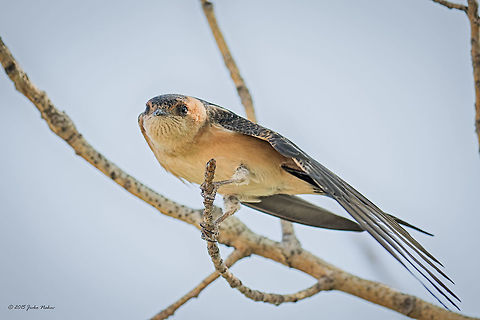 Red-rumped swallow Red-crested swallow - Cecropis daurica Animalia,Aves,Besaparski hills protected area,Bird,Bulgaria,Cecropis daurica,Chordata,Geotagged,Hirundinidae,Passeriformes,Passerine,Red-Crested swallow,Red-rumped swallow,Summer,Wildlife