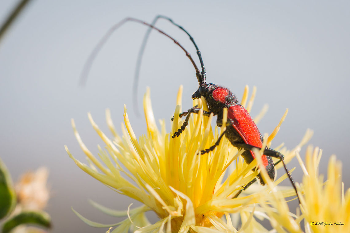 Long-horned beetle Purpuricenus budensis Animalia,Arthropoda,Besaparski hills protected area,Bulgaria,Cerambycidae,Coleoptera,Europe,Geotagged,Insecta,Natura 2000,Purpuricenus budensis,Rodopi mountains,Summer,Wildlife