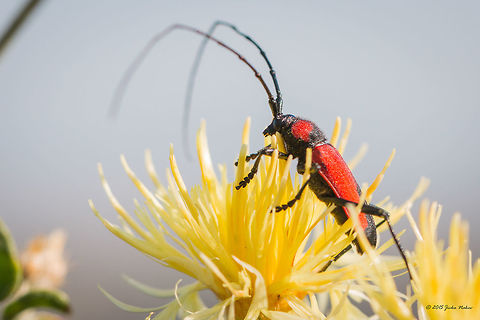 Long-horned beetle Purpuricenus budensis Animalia,Arthropoda,Besaparski hills protected area,Bulgaria,Cerambycidae,Coleoptera,Europe,Geotagged,Insecta,Natura 2000,Purpuricenus budensis,Rodopi mountains,Summer,Wildlife