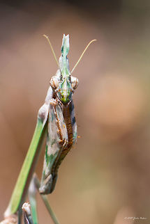 Conehead mantis Conehead mantis - Empusa fasciata Animalia,Arthropoda,Besaparski hills protected area,Bulgaria,Empisidae,Empusa fasciata,Europe,Geotagged,Insecta,Mantodea,Natura 2000,Praying mantis,Rodopi mountains,Summer,Wildlife
