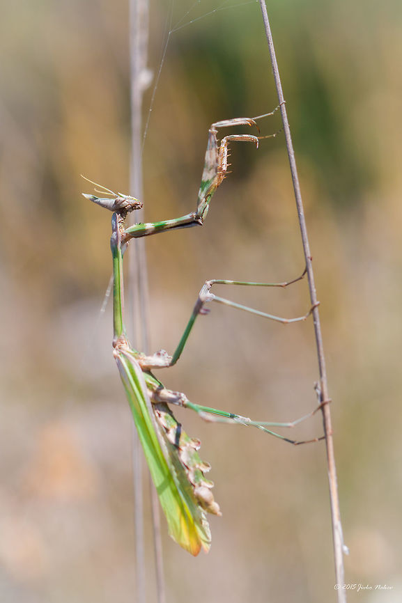 Conehead mantis Conehead mantis - Empusa fasciata Animalia,Arthropoda,Besaparski hills protected area,Bulgaria,Empisidae,Empusa fasciata,Europe,Geotagged,Insecta,Mantodea,Natura 2000,Praying mantis,Rodopi mountains,Summer,Wildlife