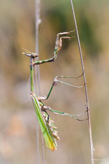 Conehead mantis Conehead mantis - Empusa fasciata Animalia,Arthropoda,Besaparski hills protected area,Bulgaria,Empisidae,Empusa fasciata,Europe,Geotagged,Insecta,Mantodea,Natura 2000,Praying mantis,Rodopi mountains,Summer,Wildlife