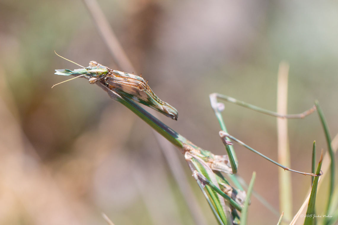 Conehead mantis Conehead mantis - Empusa fasciata<br />
 Animalia,Arthropoda,Besaparski hills protected area,Bulgaria,Empisidae,Empusa fasciata,Europe,Geotagged,Insecta,Mantodea,Natura 2000,Praying mantis,Rodopi mountains,Summer,Wildlife