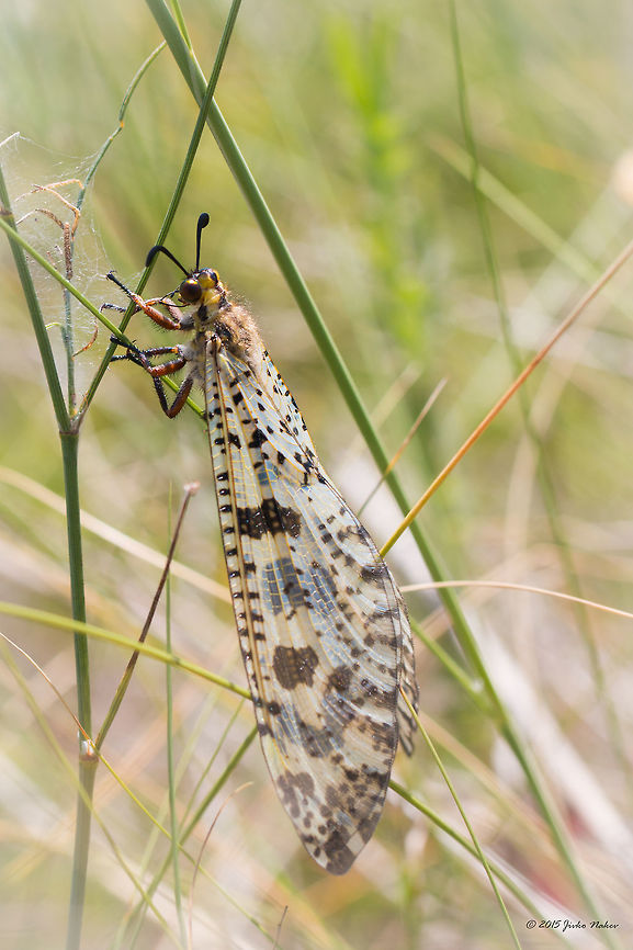 Antlion Antlion - Palpares libelluloides Animalia,Antlion,Arthropoda,Besaparski hills protected area,Bulgaria,Europe,Geotagged,Insecta,Myrmeleontidae,Natura 2000,Net-winged insect,Neuroptera,Palpares libelluloides,Rodopi mountains,Summer,Wildlife