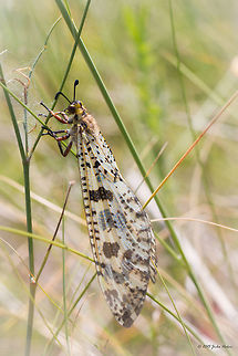 Antlion Antlion - Palpares libelluloides Animalia,Antlion,Arthropoda,Besaparski hills protected area,Bulgaria,Europe,Geotagged,Insecta,Myrmeleontidae,Natura 2000,Net-winged insect,Neuroptera,Palpares libelluloides,Rodopi mountains,Summer,Wildlife