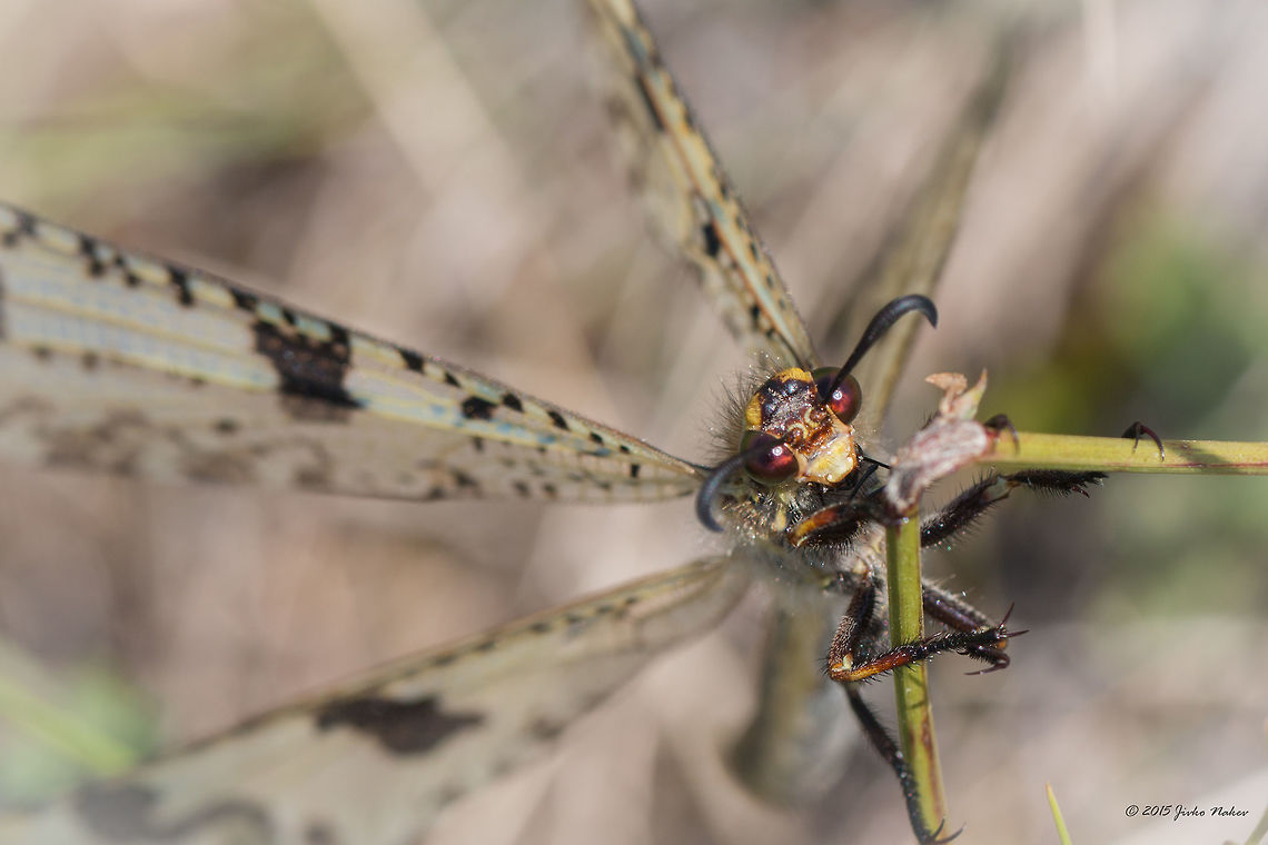 Antlion Antlion - Palpares libelluloides Animalia,Antlion,Arthropoda,Besaparski hills protected area,Bulgaria,Europe,Geotagged,Insecta,Myrmeleontidae,Natura 2000,Net-winged insect,Neuroptera,Palpares libelluloides,Rodopi mountains,Summer,Wildlife