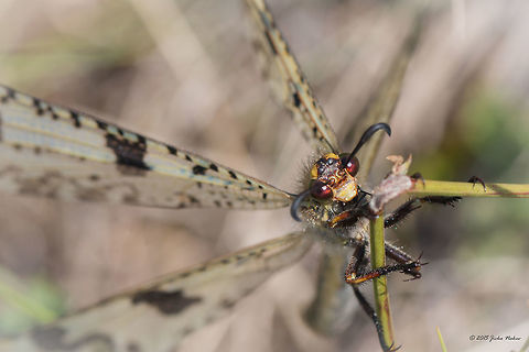 Antlion Antlion - Palpares libelluloides Animalia,Antlion,Arthropoda,Besaparski hills protected area,Bulgaria,Europe,Geotagged,Insecta,Myrmeleontidae,Natura 2000,Net-winged insect,Neuroptera,Palpares libelluloides,Rodopi mountains,Summer,Wildlife