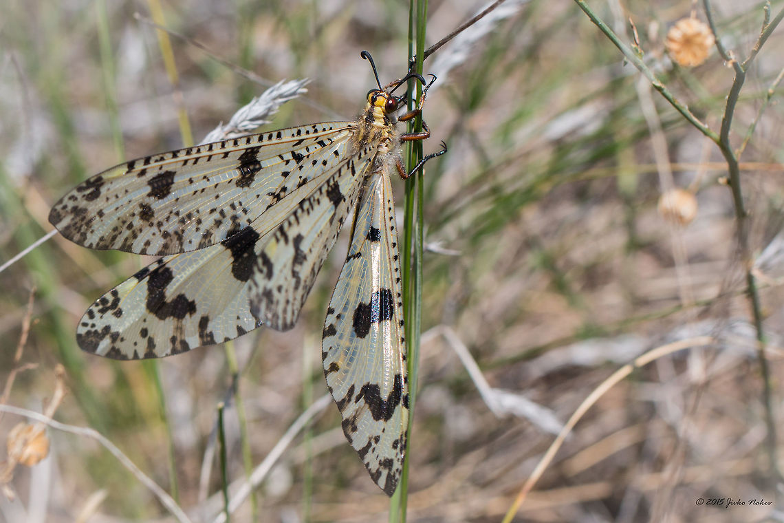 Antlion Antlion - Palpares libelluloides Animalia,Antlion,Arthropoda,Besaparski hills protected area,Bulgaria,Europe,Geotagged,Insecta,Myrmeleontidae,Natura 2000,Net-winged insect,Neuroptera,Palpares libelluloides,Rodopi mountains,Summer,Wildlife