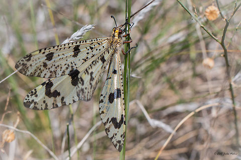 Antlion Antlion - Palpares libelluloides Animalia,Antlion,Arthropoda,Besaparski hills protected area,Bulgaria,Europe,Geotagged,Insecta,Myrmeleontidae,Natura 2000,Net-winged insect,Neuroptera,Palpares libelluloides,Rodopi mountains,Summer,Wildlife