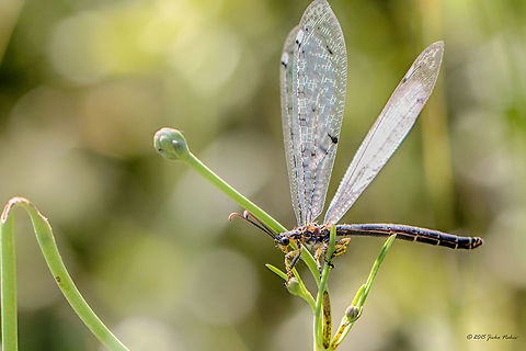 Antlion Antlion - Distoleon tetragrammicus Animalia,Antlion,Arthropoda,Besaparski hills protected area,Bulgaria,Distoleon tetragrammicus,Europe,Geotagged,Insecta,Myrmeleontidae,Natura 2000,Net-winged insect,Neuroptera,Rodopi mountains,Summer,Wildlife