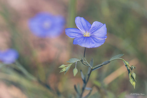 Asian flax wild flower Asian flax - Linum austriacum Asian flax,Besaparski hills protected area,Bulgaria,Eudicot,Europe,Flowering Plant,Geotagged,Linaceae,Linum austriacum,Magnoliophyta,Malpighiales,Natura 2000,Plantae,Rodopi mountains,Summer,Wild flower,Wildlife