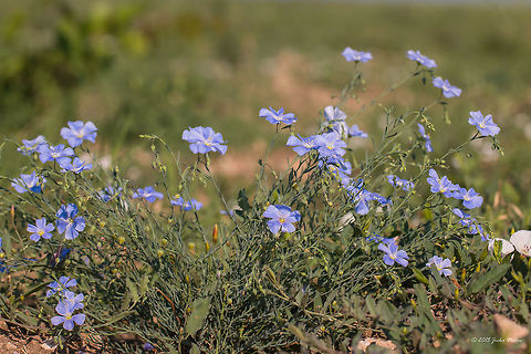 Asian flax wild flower Asian flax - Linum austriacum Asian flax,Besaparski hills protected area,Bulgaria,Eudicot,Europe,Flowering Plant,Geotagged,Linaceae,Linum austriacum,Magnoliophyta,Malpighiales,Natura 2000,Plantae,Rodopi mountains,Summer,Wild flower,Wildlife