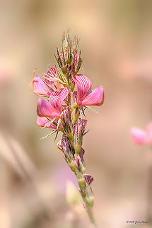 Sainfoin wild flower Sainfoin - Onobrychis arenaria Besaparski hills protected area,Bulgaria,Eudicot,Fabaceae,Fabales,Flowering Plant,Geotagged,Magnoliophyta,Onobrychis arenaria,Plantae,Sainfoin,Summer,Wildlife