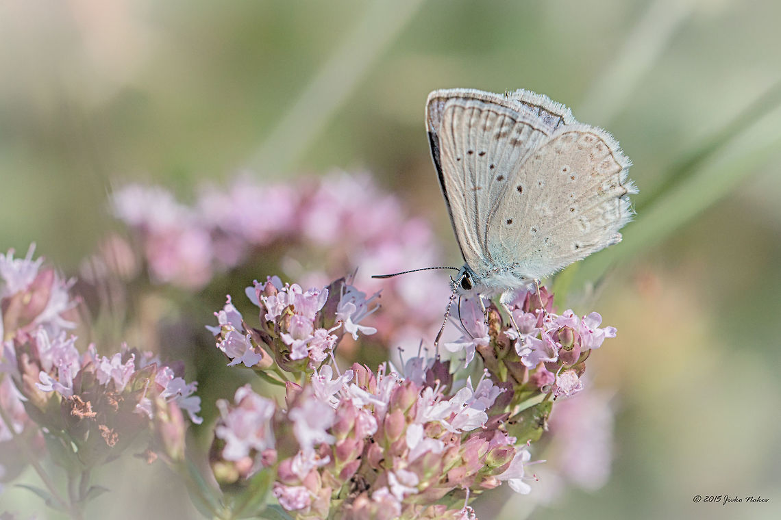 Meleager's blue butterfly Polyommatus daphnis Animal,Animalia,Arthropoda,Besaparski hills protected area,Bulgaria,Europe,Geotagged,Insecta,Lepidoptera,Lycaenidae,Meleager's blue butterfly,Natura 2000,Polyommatus daphnis,Rodopi mountains,Summer,Wildlife