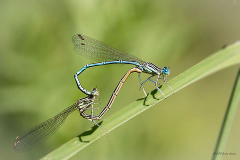 Blue featherleg damselfly White-legged damselfly couple - Platycnemis pennipes Animal,Animalia,Arthropoda,Blue featherleg,Bulgaria,Damselfly,Europe,Geotagged,Insecta,Iskar river,Odonata,Platycnemididae,Platycnemis pennipes,Sofia,Summer,White-legged Damselfly,White-legged damselfly,Wildlife