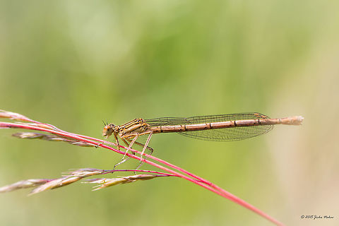 Red grass White-legged damselfly female - Platycnemis pennipes Animal,Animalia,Arthropoda,Blue featherleg,Bulgaria,Damselfly,Europe,Geotagged,Insecta,Iskar river,Odonata,Platycnemididae,Platycnemis pennipes,Sofia,Summer,White-legged Damselfly,White-legged damselfly,Wildlife