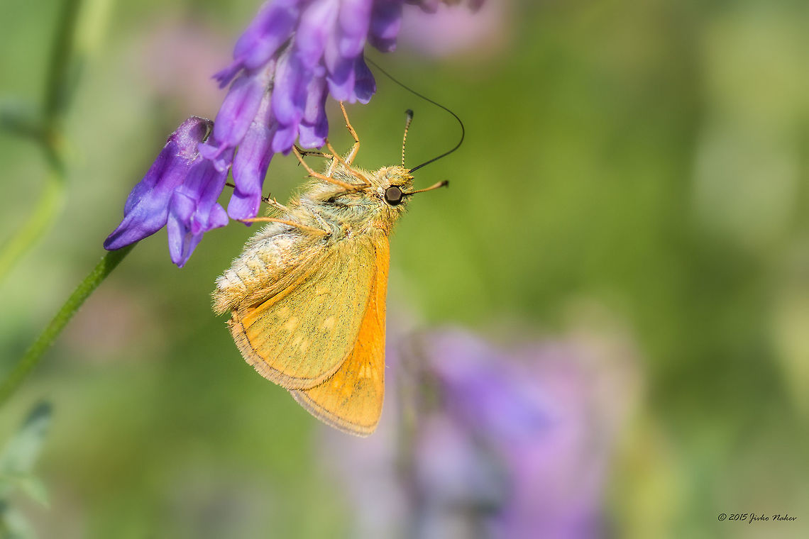 Lulworth skipper Lulworth skipper - Thymelicus acteon Animal,Animalia,Arthropoda,Bulgaria,Europe,Geotagged,Hesperiidae,Insecta,Iskar river,Lepidoptera,Lulworth skipper,Skipper butterfly,Sofia,Summer,Thymelicus acteon,Wildlife
