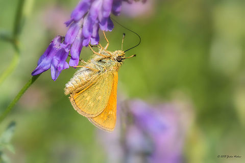 Lulworth skipper Lulworth skipper - Thymelicus acteon Animal,Animalia,Arthropoda,Bulgaria,Europe,Geotagged,Hesperiidae,Insecta,Iskar river,Lepidoptera,Lulworth skipper,Skipper butterfly,Sofia,Summer,Thymelicus acteon,Wildlife