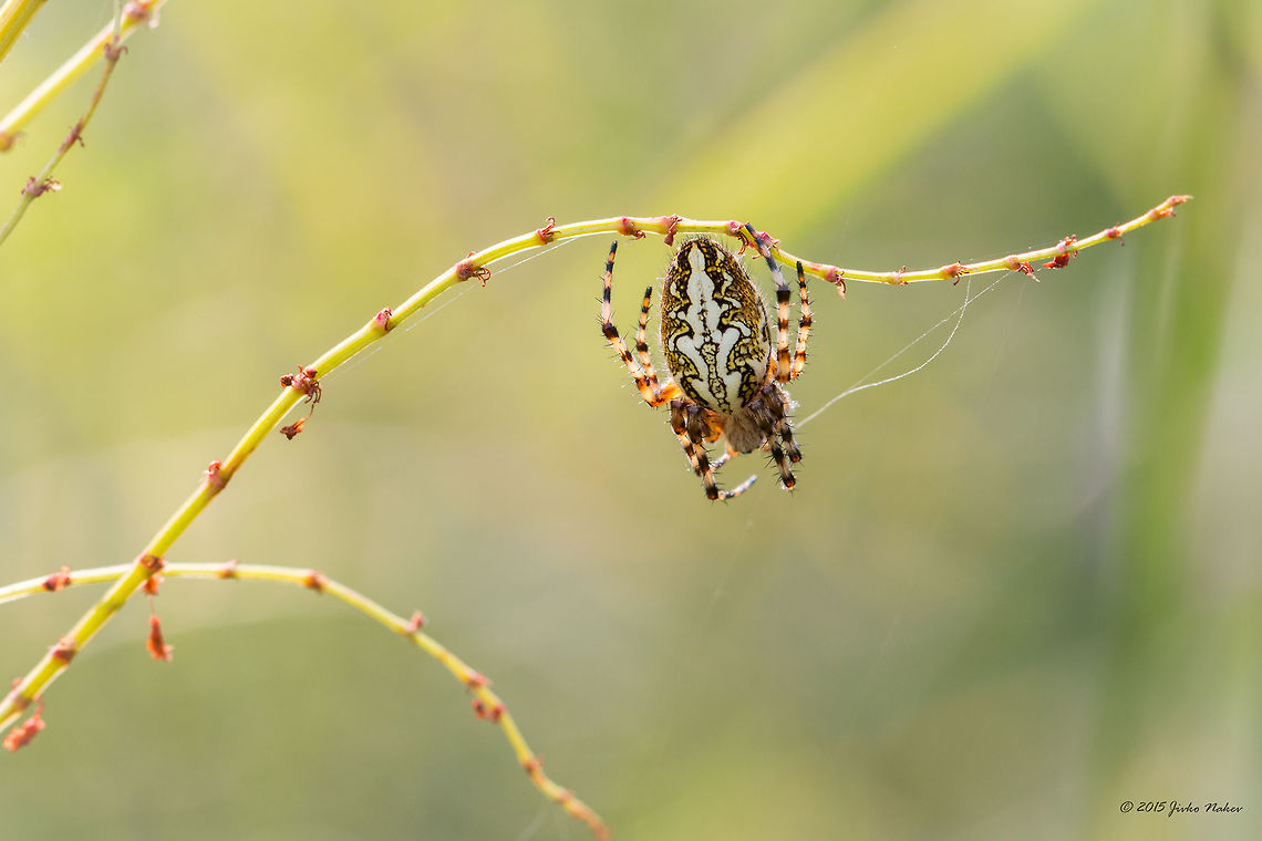 Orb-weaver Oak spider female - Aculepeira ceropegia<br />
<figure class="photo"><a href="https://www.jungledragon.com/image/31545/waiting_in_ambush.html" title="Waiting in ambush"><img src="https://s3.amazonaws.com/media.jungledragon.com/images/1332/31545_thumb.jpg?AWSAccessKeyId=05GMT0V3GWVNE7GGM1R2&Expires=1769040010&Signature=ScK9mbpcadB4dA0mV10zCGMt0P4%3D" width="200" height="134" alt="Waiting in ambush Oak spider female - Aculepeira ceropegia<br />
http://www.jungledragon.com/image/31543/orb-weaver.html<br />
http://www.jungledragon.com/image/31544/weaving_a_net.html Aculepeira ceropegia,Animal,Animalia,Arachnida,Araneae,Araneidae,Arthropoda,Bulgaria,Europe,Geotagged,Oak Spider,Oak spider,Orb-weaver,Spiders,Summer,Vitosha Mountain Nature Park,Wildlife" /></a></figure><br />
<figure class="photo"><a href="https://www.jungledragon.com/image/31544/weaving_a_net.html" title="Weaving a net"><img src="https://s3.amazonaws.com/media.jungledragon.com/images/1332/31544_thumb.jpg?AWSAccessKeyId=05GMT0V3GWVNE7GGM1R2&Expires=1769040010&Signature=Vru08jc24bBFR%2Fk67QWkcra5lRk%3D" width="200" height="134" alt="Weaving a net Oak spider female - Aculepeira ceropegia<br />
http://www.jungledragon.com/image/31543/orb-weaver.html<br />
http://www.jungledragon.com/image/31545/waiting_in_ambush.html Aculepeira ceropegia,Animal,Animalia,Arachnida,Araneae,Araneidae,Arthropoda,Bulgaria,Europe,Geotagged,Oak Spider,Oak spider,Orb-weaver,Spiders,Summer,Vitosha Mountain Nature Park,Wildlife" /></a></figure> Aculepeira ceropegia,Animal,Animalia,Arachnida,Araneae,Araneidae,Arthropoda,Bulgaria,Europe,Geotagged,Oak Spider,Oak spider,Orb-weaver,Spiders,Summer,Vitosha Mountain Nature Park,Wildlife