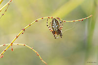 Orb-weaver Oak spider female - Aculepeira ceropegia<br />
http://www.jungledragon.com/image/31545/waiting_in_ambush.html<br />
http://www.jungledragon.com/image/31544/weaving_a_net.html Aculepeira ceropegia,Animal,Animalia,Arachnida,Araneae,Araneidae,Arthropoda,Bulgaria,Europe,Geotagged,Oak Spider,Oak spider,Orb-weaver,Spiders,Summer,Vitosha Mountain Nature Park,Wildlife