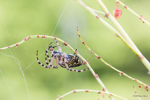 Weaving a net Oak spider female - Aculepeira ceropegia
http://www.jungledragon.com/image/31543/orb-weaver.html
http://www.jungledragon.com/image/31545/waiting_in_ambush.html Aculepeira ceropegia,Animal,Animalia,Arachnida,Araneae,Araneidae,Arthropoda,Bulgaria,Europe,Geotagged,Oak Spider,Oak spider,Orb-weaver,Spiders,Summer,Vitosha Mountain Nature Park,Wildlife