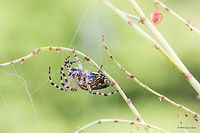 Weaving a net Oak spider female - Aculepeira ceropegia<br />
http://www.jungledragon.com/image/31543/orb-weaver.html<br />
http://www.jungledragon.com/image/31545/waiting_in_ambush.html Aculepeira ceropegia,Animal,Animalia,Arachnida,Araneae,Araneidae,Arthropoda,Bulgaria,Europe,Geotagged,Oak Spider,Oak spider,Orb-weaver,Spiders,Summer,Vitosha Mountain Nature Park,Wildlife