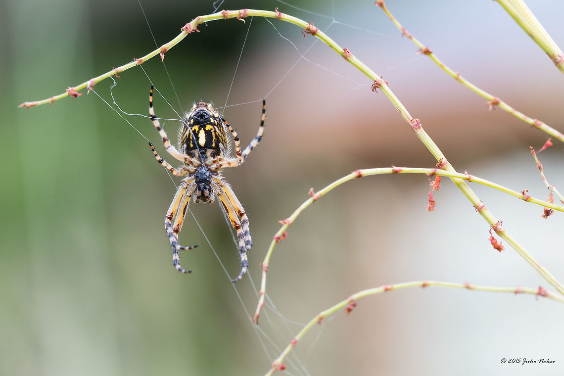 Waiting in ambush Oak spider female - Aculepeira ceropegia<br />
<figure class="photo"><a href="https://www.jungledragon.com/image/31543/orb-weaver.html" title="Orb-weaver"><img src="https://s3.amazonaws.com/media.jungledragon.com/images/1332/31543_thumb.jpg?AWSAccessKeyId=05GMT0V3GWVNE7GGM1R2&Expires=1769040010&Signature=VoHhCxkItIzMEIRN%2B9AXm%2FOgKHg%3D" width="200" height="134" alt="Orb-weaver Oak spider female - Aculepeira ceropegia<br />
http://www.jungledragon.com/image/31545/waiting_in_ambush.html<br />
http://www.jungledragon.com/image/31544/weaving_a_net.html Aculepeira ceropegia,Animal,Animalia,Arachnida,Araneae,Araneidae,Arthropoda,Bulgaria,Europe,Geotagged,Oak Spider,Oak spider,Orb-weaver,Spiders,Summer,Vitosha Mountain Nature Park,Wildlife" /></a></figure><br />
<figure class="photo"><a href="https://www.jungledragon.com/image/31544/weaving_a_net.html" title="Weaving a net"><img src="https://s3.amazonaws.com/media.jungledragon.com/images/1332/31544_thumb.jpg?AWSAccessKeyId=05GMT0V3GWVNE7GGM1R2&Expires=1769040010&Signature=Vru08jc24bBFR%2Fk67QWkcra5lRk%3D" width="200" height="134" alt="Weaving a net Oak spider female - Aculepeira ceropegia<br />
http://www.jungledragon.com/image/31543/orb-weaver.html<br />
http://www.jungledragon.com/image/31545/waiting_in_ambush.html Aculepeira ceropegia,Animal,Animalia,Arachnida,Araneae,Araneidae,Arthropoda,Bulgaria,Europe,Geotagged,Oak Spider,Oak spider,Orb-weaver,Spiders,Summer,Vitosha Mountain Nature Park,Wildlife" /></a></figure> Aculepeira ceropegia,Animal,Animalia,Arachnida,Araneae,Araneidae,Arthropoda,Bulgaria,Europe,Geotagged,Oak Spider,Oak spider,Orb-weaver,Spiders,Summer,Vitosha Mountain Nature Park,Wildlife