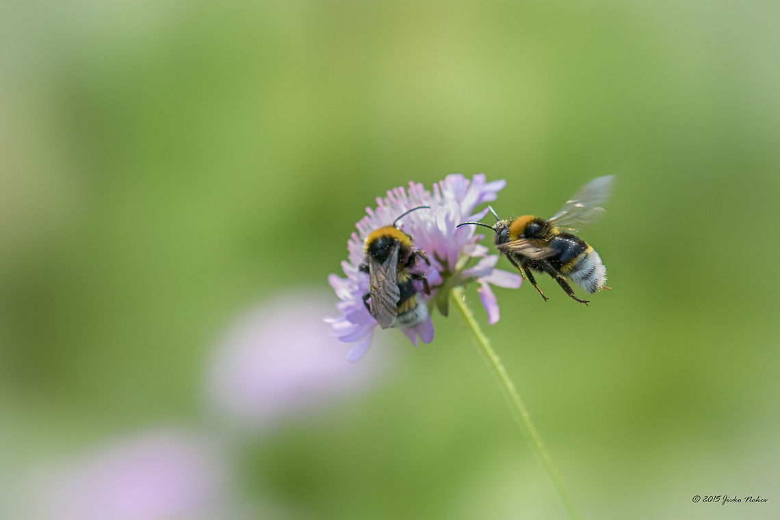 Cuckoo bumblebee Cuckoo bumblebee - Bombus bohemicus Animal,Animalia,Apidae,Apoidea,Arthropoda,Bombus bohemicus,Bulgaria,Cuckoo bumblebee,Europe,Geotagged,Hymenoptera,Insecta,Summer,Vitosha Mountain Nature Park,Wildlife