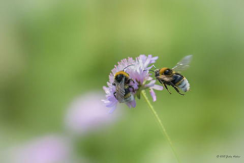 Cuckoo bumblebee Cuckoo bumblebee - Bombus bohemicus Animal,Animalia,Apidae,Apoidea,Arthropoda,Bombus bohemicus,Bulgaria,Cuckoo bumblebee,Europe,Geotagged,Hymenoptera,Insecta,Summer,Vitosha Mountain Nature Park,Wildlife