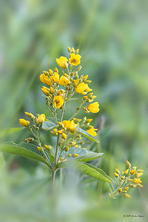 Yellow loosestrife Yellow loosestrife - Lysimachia vulgaris Bulgaria,Ericales,Eudicot,Europe,Flowering Plant,Garden loosestrife,Geotagged,Lysimachia vulgaris,Magnoliophyta,Plantae,Primulaceae,Summer,Vitosha Mountain Nature Park,Wildlife,Yellow loosestrife,flower