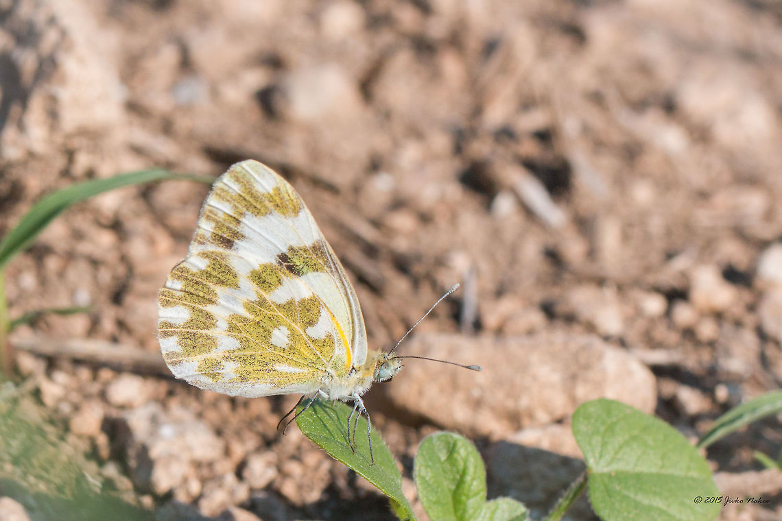 Bath white butterfly Bath white - Pontia daplidice Animal,Animalia,Arthropoda,Bath White,Bath white butterfly,Besaparski hills protected area,Bulgaria,Europe,Geotagged,Insecta,Lepidoptera,Natura 2000,Pieridae,Pontia daplidice,Rodopi mountains,Summer,Wildlife