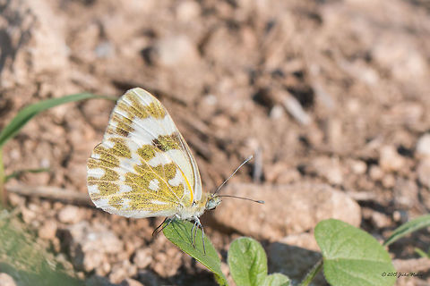 Bath white butterfly Bath white - Pontia daplidice Animal,Animalia,Arthropoda,Bath White,Bath white butterfly,Besaparski hills protected area,Bulgaria,Europe,Geotagged,Insecta,Lepidoptera,Natura 2000,Pieridae,Pontia daplidice,Rodopi mountains,Summer,Wildlife