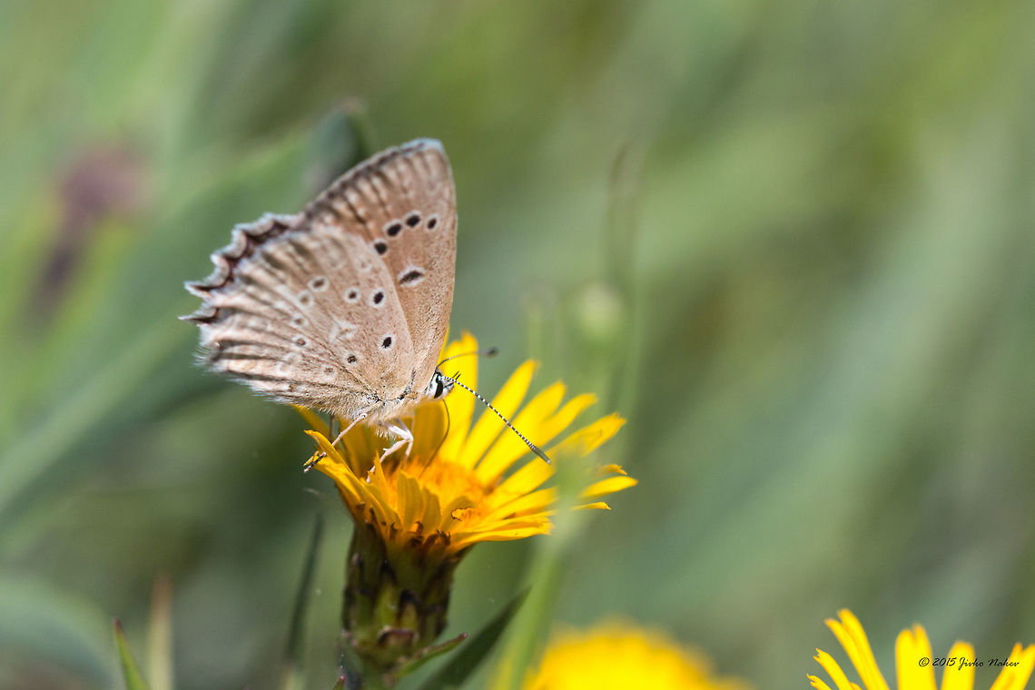 Meleager's  blue butterfly Polyommatus daphnis<br />
 Animal,Animalia,Arthropoda,Besaparski hills protected area,Bulgaria,Europe,Geotagged,Insecta,Lepidoptera,Lycaenidae,Meleager's Blue,Meleager's blue,Natura 2000,Polyommatus daphnis,Rhodope mountains,Summer,Wildlife