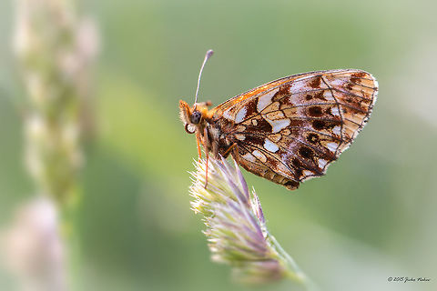 Weaver's fritillary Violet fritillary - Boloria dia, Clossiana dia Animal,Animalia,Arthropoda,Boloria dia,Brush-footed butterfly,Bulgaria,Clossiana dia,Europe,Geotagged,Insecta,Lepidoptera,Nymphalidae,Summer,Violet Fritillary,Vitosha Mountain Nature Park,Weaver's Fritillary,Wildlife