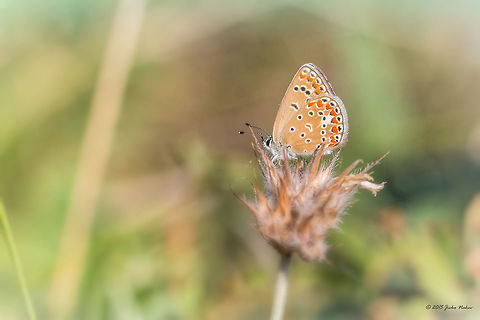 Chapman's blue butterfly Chapman's blue - Polyommatus thersites, synonym: Plebicula thersites Animal,Animalia,Arthropoda,Besaparski hills protected area,Bulgaria,Chapman's blue,Europe,Geotagged,Gossamer-winged butterfly,Insecta,Lepidoptera,Lycaenidae,Natura 2000,Plebicula thersites,Polyommatus thersites,Rhodope mountains,Summer,Wildlife